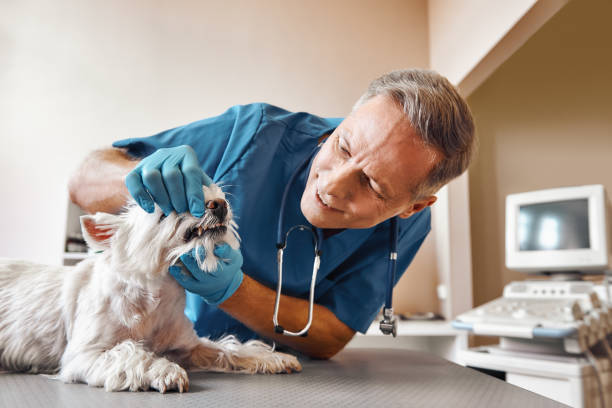 Best Emergency Dental Care for Broken or Chipped Teeth in Valley Center, CA